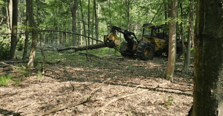 Land Clearing Services Near Me: Your Local Experts at Woods Forestry Solutions